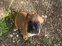 Sierra/Euro, a female Boxer for sale in Allons, TN – Photo 1 of 9