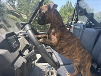 Monte, a male Boxer for sale in Allons, TN – 7 of 9