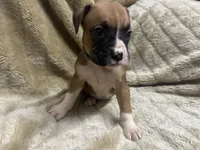 Scraper, a male Boxer for sale in Allons, TN – 2 of 3