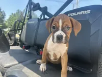 Lilly, a female Boxer for sale in Allons, TN – 3 of 5