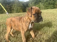 Vette, a female Boxer for sale in Allons, TN – 9 of 10