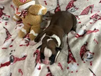 Sierra, a female Boxer for sale in Allons, TN – Photo 4 of 4