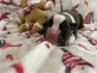 Sierra, a female Boxer for sale in Allons, TN – Photo 3 of 4