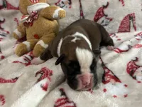 Sierra, a female Boxer for sale in Allons, TN – Photo 1 of 4