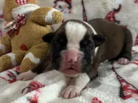 Sierra, a female Boxer for sale in Allons, TN – Photo 2 of 4