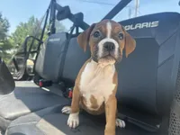 Lilly, a female Boxer for sale in Allons, TN – 4 of 5