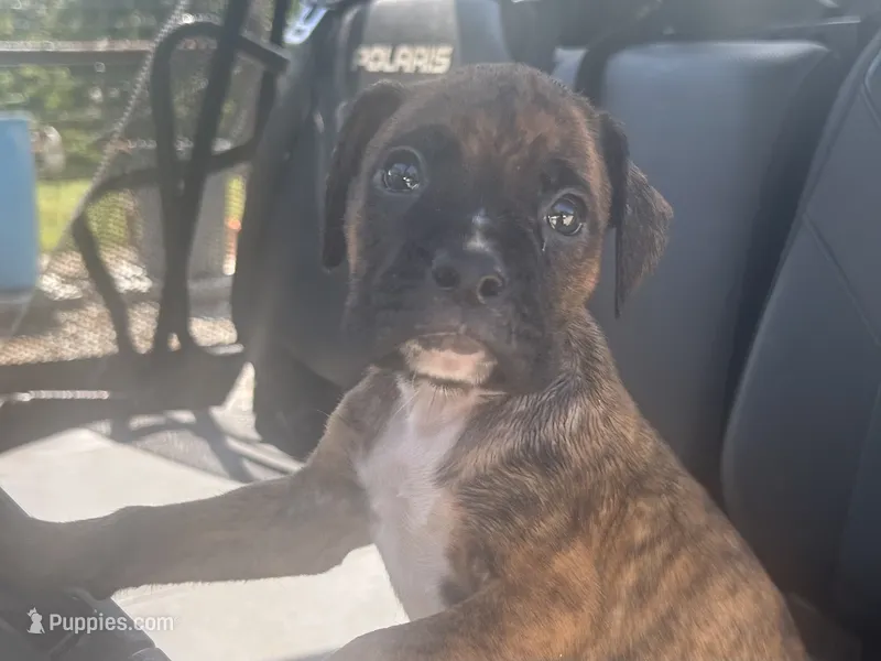 Tahoe – Boxer puppy for sale in Allons, TN
