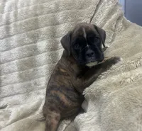 Sierra , a female Boxer for sale in Allons, TN – 2 of 4