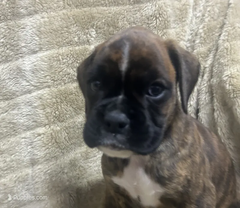 Sierra  – Boxer puppy for sale in Allons, TN