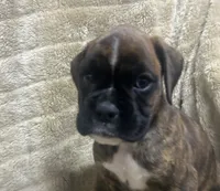 Sierra , a female Boxer for sale in Allons, TN – 1 of 4