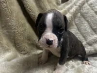 Celest, a female Boxer for sale in Allons, TN – 2 of 2