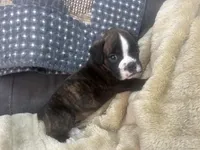 Vette, a female Boxer for sale in Allons, TN – Photo 3 of 5