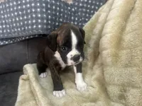 Vette, a female Boxer for sale in Allons, TN – Photo 2 of 5