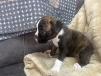 Vette, a female Boxer for sale in Allons, TN – Photo 4 of 5