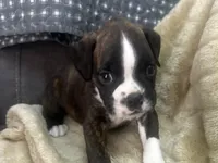 Vette, a female Boxer for sale in Allons, TN – Photo 1 of 5