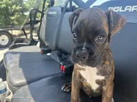 Monte, a male Boxer for sale in Allons, TN – 6 of 9