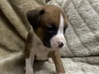 Yukon, a male Boxer for sale in Allons, TN – 2 of 2