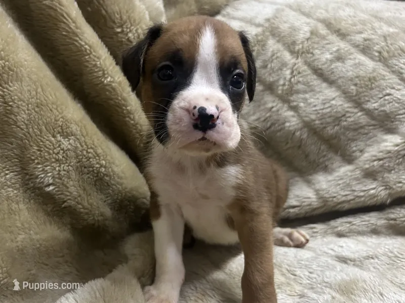 Yukon – Boxer puppy for sale in Allons, TN