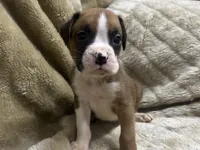 Yukon, a male Boxer for sale in Allons, TN – 1 of 2