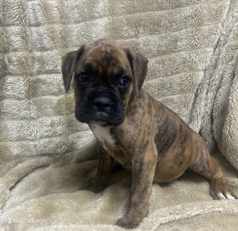 Vette – Boxer puppy for sale in Allons, TN