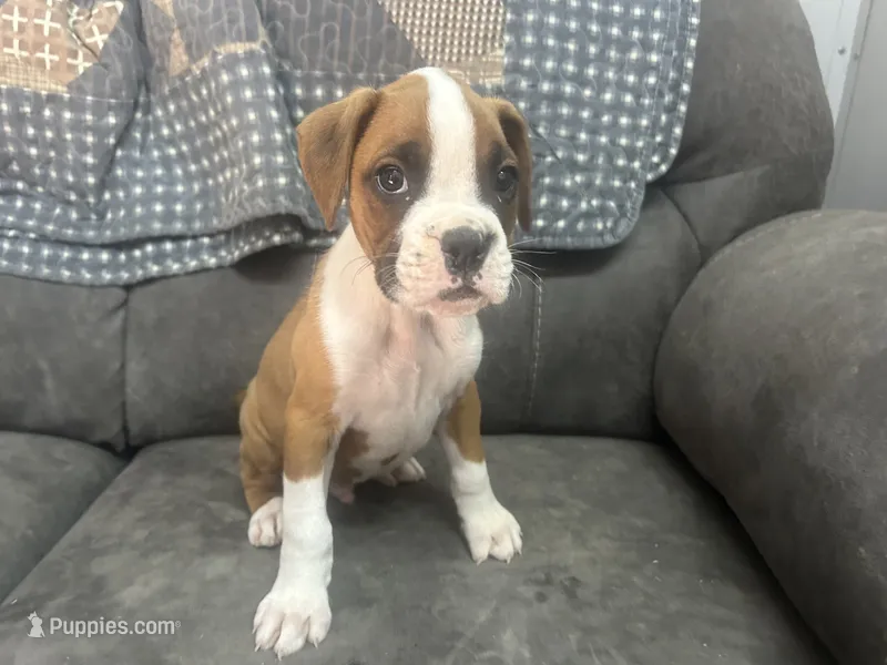 Royal – Boxer puppy for sale in Allons, TN