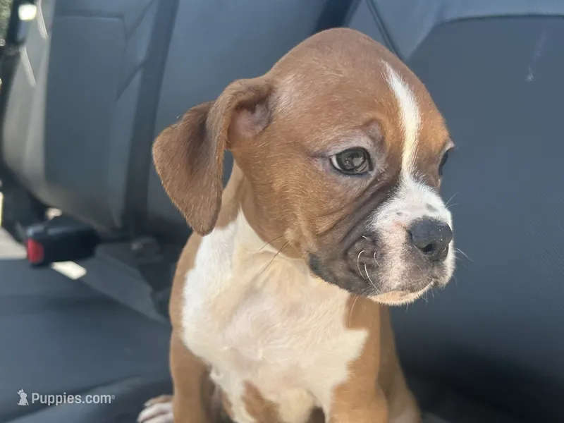 Lilly – Boxer puppy for sale in Allons, TN
