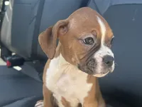 Lilly, a female Boxer for sale in Allons, TN – 1 of 5
