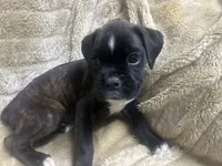 Ace, a male Boxer for sale in Allons, TN – 3 of 4