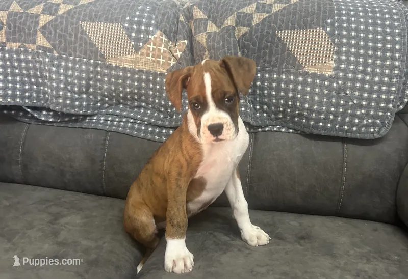Tahoe – Boxer puppy for sale in Allons, TN