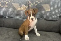 Tahoe, a male Boxer for sale in Allons, TN – 1 of 10