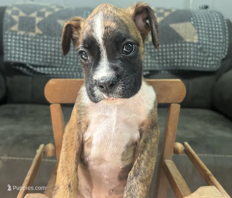 Chevy – Boxer puppy for sale in Allons, TN