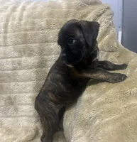 Luv, a female Boxer for sale in Allons, TN – 2 of 4