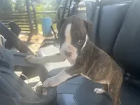 Celest, a female Boxer for sale in Allons, TN – 5 of 9