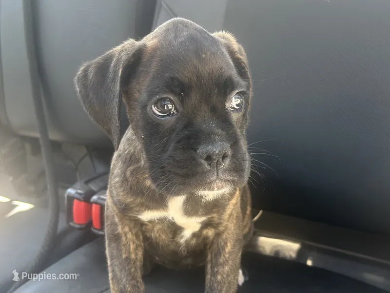 Luv – Boxer puppy for sale in Allons, TN