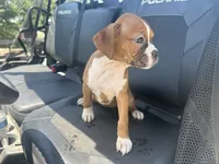 Lilly, a female Boxer for sale in Allons, TN – 5 of 5