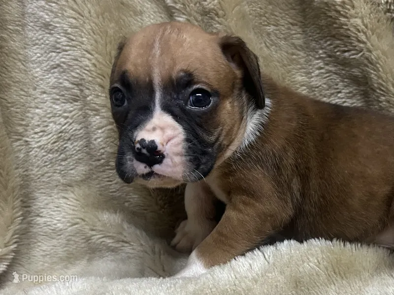 Scraper – Boxer puppy for sale in Allons, TN