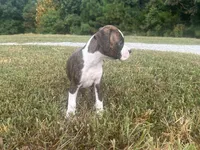 Celest, a female Boxer for sale in Allons, TN – 7 of 9