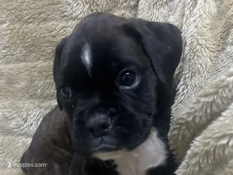 Ace – Boxer puppy for sale in Allons, TN