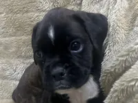 Ace, a male Boxer for sale in Allons, TN – 1 of 4