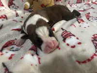 Tahoe, a male Boxer for sale in Allons, TN – Photo 2 of 3