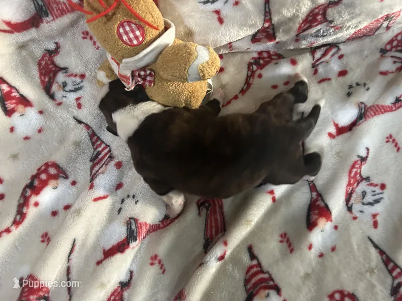 Tahoe, a male Boxer for sale in Allons, TN – Photo 1 of 3