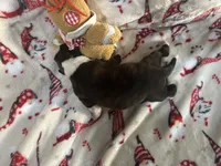 Tahoe, a male Boxer for sale in Allons, TN – Photo 1 of 3