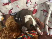 Tahoe, a male Boxer for sale in Allons, TN – Photo 3 of 3