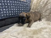 Monza, a male Boxer for sale in Allons, TN – Photo 4 of 4