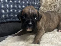 Monza, a male Boxer for sale in Allons, TN – Photo 1 of 4