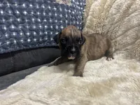 Monza, a male Boxer for sale in Allons, TN – Photo 2 of 4