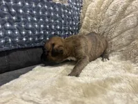 Monza, a male Boxer for sale in Allons, TN – Photo 3 of 4