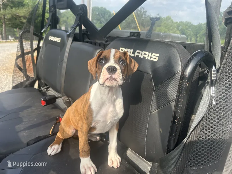 Tahoe – Boxer puppy for sale in Allons, TN