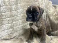 Sierra , a female Boxer for sale in Allons, TN – 4 of 4