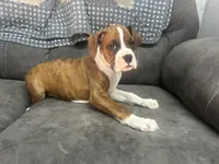 Tahoe, a male Boxer for sale in Allons, TN – 10 of 10